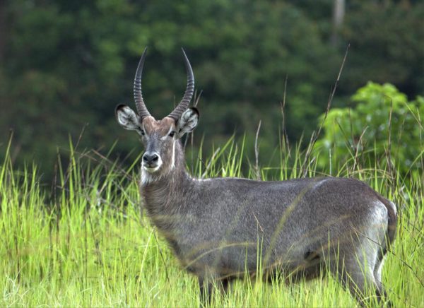 Photo d'une majestueuse antilope à corne