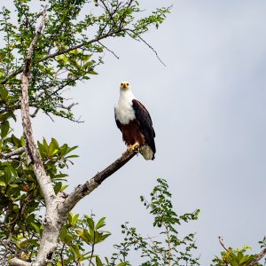 Un aigle perché sur un arbre