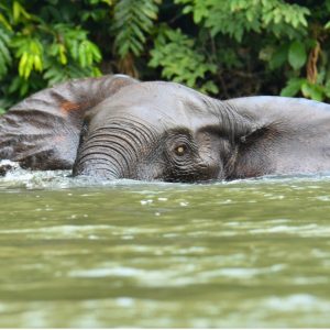 Un éléphant qui fait mine de se cacher dans l'eau