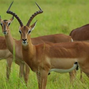 Photo d'un troupeau d'Impala du Gabon