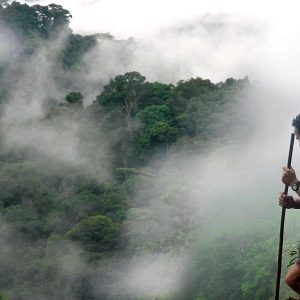 parcs nationaux gabon faune foret equatoriale