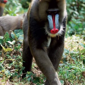 Mandrille Parc de la lopé