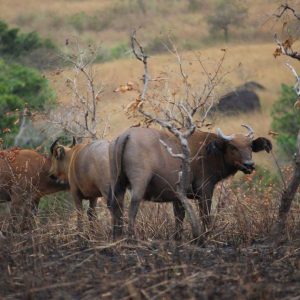 Buffles Parc de la lopé