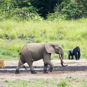 Ivindo National Park. Elephants, gorillas and sitatunga are attracted by mineral salts and mingle peacefully in Langoué bai.