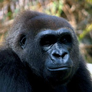 Gorille à Loango