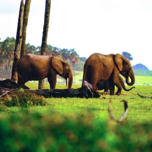 Eléphant à Loango
