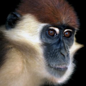 singe-du-gabon