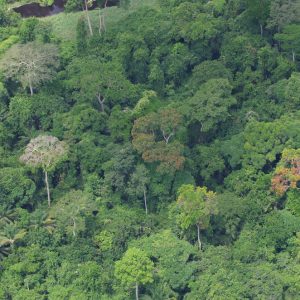 Parc national de l’Ivindo. La forêt le long de la rivière Ivindo, au nord du parc. Les "eaux noires", un lieu pour la spéciation des poissons électriques mormyridae.