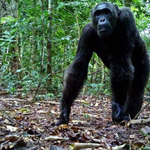 Parc national de l’Ivindo. Un chimpanzé dans le parc national de l’Ivindo. De nombreux chimpanzés de l'Ivindo sont "naïfs" - n'ayant jamais rencontré d'humains, ils réagissent avec curiosité et non avec crainte.