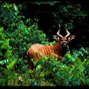 Parc national de l’Ivindo. Une rare antilope bongo photographiée dans la zone de Massouna 2000.